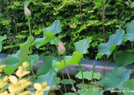 感受汝州风光 铸就高远理想——18luck新利首页校团委志愿者赴汝州文庙研学活动